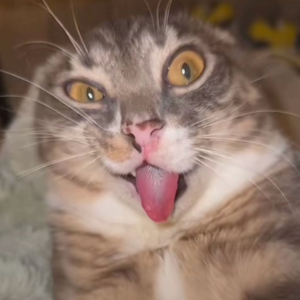 Meet your Posher, Arianna